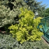 Cotinus coggygria 'Golden Spirit' PBR- perukowiec podolski - Cotinus coggygria 'Golden Spirit'