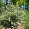 Elaeagnus umbellata - Лох - Elaeagnus umbellata