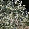 Elaeagnus commutata - wolf-willow - Elaeagnus commutata