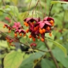 Euonymus oxyphyllus - trzmielina ostrolistna - Euonymus oxyphyllus