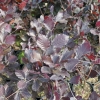 Fagus sylvatica 'Dawyck Purple' -  Gemeine Buche ; Rot-Buche - Fagus sylvatica 'Dawyck Purple'