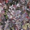 Fagus sylvatica 'Dawyck Purple' - buk pospolity - Fagus sylvatica 'Dawyck Purple'