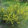 Genista lydia- janowiec lidyjski - Genista lydia