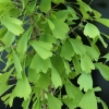 Ginkgo biloba 'Saratoga' - Ginkgo Tree ; maidenhair tree - Ginkgo biloba  'Saratoga'