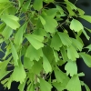 Ginkgo biloba 'Saratoga' - Fächerblattbaum ; Ginkgobaum - Ginkgo biloba  'Saratoga'