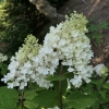 Hydrangea paniculata 'Tardiva' - hortensja bukietowa - Hydrangea paniculata 'Tardiva'