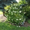 Hydrangea paniculata 'Tardiva' - Panicle hydrangea - Hydrangea paniculata 'Tardiva'