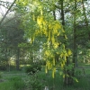 Laburnum x watereri 'Vossii'- Edelgoldregen  Vossii - Laburnum x watereri 'Vossii'