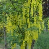 Laburnum x watereri 'Vossii'-Goldenchain Tree - Laburnum x watereri 'Vossii'