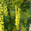 Laburnum x watereri 'Vossii' - złotokap Waterea - Laburnum x watereri 'Vossii'