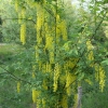 Laburnum x watereri 'Vossii'-Goldenchain Tree - Laburnum x watereri 'Vossii'