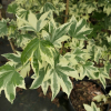 Liquidambar styraciflua 'Silver King' - American sweetgum ; sweetgum, - Liquidambar styraciflua 'Silver King'