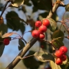 Malus 'Ola' -Декоративные  яблоко - Malus 'Ola'
