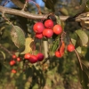 Malus 'Ola' -Декоративные  яблоко - Malus 'Ola'