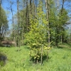 Metasequoia glyptostroboides Goldrush - Mетасеквойя китайская - Metasequoia glyptostroboides Goldrush