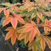 Aesculus xneglecta  'Autumn Fire' - kasztanowiec plamisty - Aesculusx xneglecta 'Autumn Fire'  ; Aesculus glaucescens