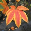 Aesculus xneglecta  'Autumn Fire' - kasztanowiec plamisty - Aesculusx xneglecta 'Autumn Fire'  ; Aesculus glaucescens