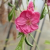 Prunus persica 'Melred Weeping' - Пе́рсик - Prunus persica 'Melred Weeping'