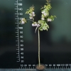 Prunus serrulata 'Kiku-shidare-zakura' - wiśnia piłkowana ; wiśnia japońska - Prunus serrulata 'Kiku-shidare-zakura'
