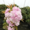 Prunus serrulata 'Kiku-shidare-zakura' - wiśnia piłkowana ; wiśnia japońska - Prunus serrulata 'Kiku-shidare-zakura'