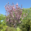 Prunus serrulata 'Royal Burgundy' - Japanische Blütenkirsche ; japanische Zierkirsche - Prunus serrulata 'Royal Burgundy'