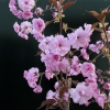 Prunus serrulata 'Royal Burgundy' - Japanese Flowering Cherry - Prunus serrulata 'Royal Burgundy'
