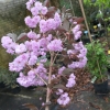 Prunus serrulata 'Royal Burgundy' - Japanese Flowering Cherry - Prunus serrulata 'Royal Burgundy'