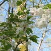Prunus serrulata 'Shimidsu' - Вишня мелкопильчатая ; Кику-шидаре-сакура - Prunus serrulata 'Shimidsu'