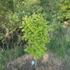 Syringa emodi 'Aureovariegata' - lilak himalajski - Syringa emodi 'Aureovariegata'