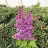 Syringa vulgaris 'Kardynal' - Lilak pospolity - Syringa vulgaris 'Kardynał'