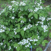 Viburnum plicatum 'Shasta' -Калина складчатая - Viburnum plicatum 'Shasta'