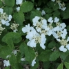 Viburnum plicatum 'Shasta' -Калина складчатая - Viburnum plicatum 'Shasta'