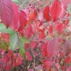 Viburnum plicatum 'Shasta' -Калина складчатая - Viburnum plicatum 'Shasta'
