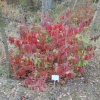 Viburnum plicatum 'Shasta' -Калина складчатая - Viburnum plicatum 'Shasta'