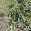 Zelkova serrata 'Variegata' - Дзельква Шнайдера - Zelkova serrata