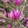 Ann - magnolia - Magnolia Ann