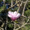 Burgundy - Магнолия Суланжа - Magnolia x soulangeana 'Burgundy'