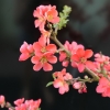 Chaenomeles speciosa 'Apple Blossom'- pigwowiec okazały - Chaenomeles speciosa 'Apple Blossom'