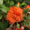 Chaenomeles speciosa 'Orange Storm'-  Flowering quince - Chaenomeles speciosa 'Orange Storm'