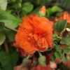 Chaenomeles speciosa 'Orange Storm'-  Chinesische Zierquitte - Chaenomeles speciosa 'Orange Storm'