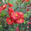Chaenomeles x superba 'Fire Dance' - Japanese quince - Chaenomeles x superba 'Fire Dance'