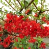 Chaenomeles xsuperba 'Nicoline' - Japanese quince - Chaenomeles xsuperba 'Nicoline'