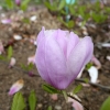 x soulangeana 'Heaven Scent' - magnolia pośrednia; magnolia Soulange'a - Magnolia x soulangeana 'Heaven Scent'