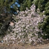 x loebneri 'Leonard Messel' - Loebner's magnolia - Magnolia x loebneri 'Leonard Messel'