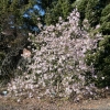 x loebneri 'Leonard Messel' - Loebner Magnolie - Magnolia x loebneri 'Leonard Messel'