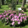 Kazimierz Odnowiciel ROYAL VIOLET PBR - różanecznik wielkokwiatowy - Kazimierz Odnowiciel ROYAL VIOLET PBR - Rhododendron hybridum