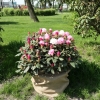 Władysław Łokietek ROYAL ROSY PBR - Рододендрон Якушиманский - Rhododendron yakushimanum 'Władysław Łokietek Roual Rosy' PBR ROYAL ROSY