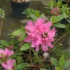 Diamant Rosa - Japanese Azalea - Diamant Rosa - Rhododendron