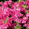 Melina - Japanese Azalea - Melina - Rhododendron