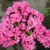 Melina - Japanese Azalea - Melina - Rhododendron